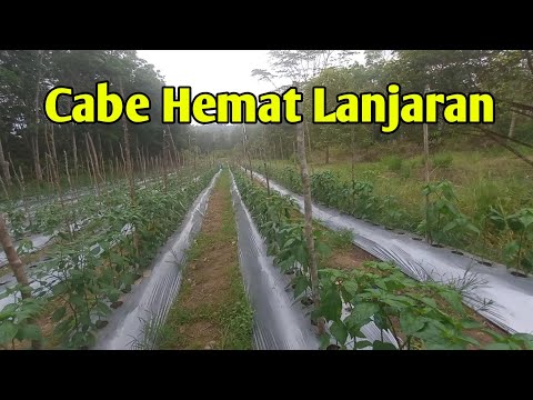 cabe hemat lanjaran