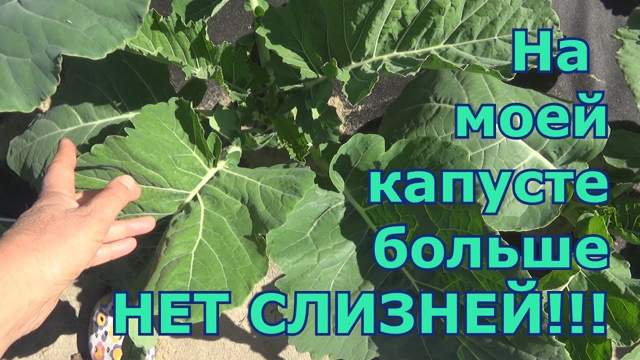 Как бороться со слизнями и улитками на капусте. Проверенный метод