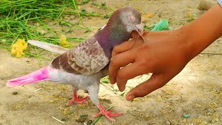 Craziest Bird
