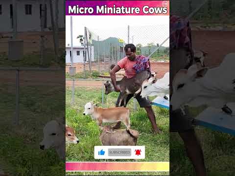 Micro Miniature Cow # Srikrishna cow # Miniature punganuru cow # nadipathy goshala