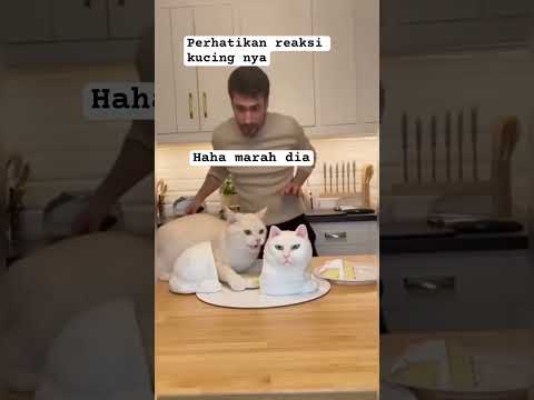 Kucing marah tertipu#shortvideo#cat#viralvideo#viral