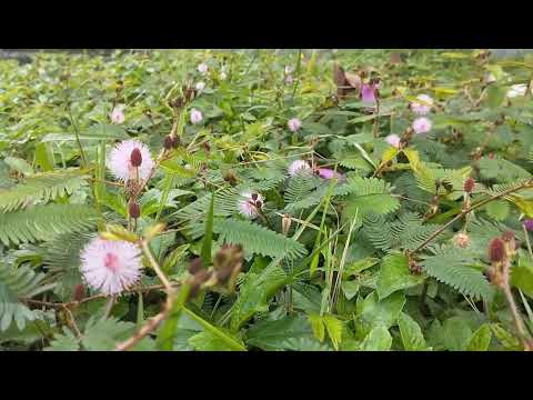 Mimosa pudica