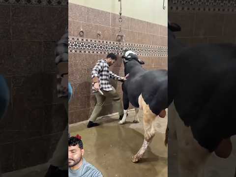 |abduvlog Abdullah Mini vlog abduvlog #cow #lifeisbutadream #abdulqadeerkhan