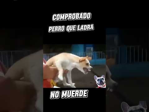 COMPROBADO📣 #perro que ladra no muerde! 🐕 #perrosdivertidos #mascotas #perroslindos #perros