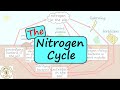 Nitrogen Cycle and Bacteria Concepts