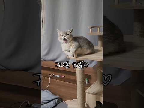 모든 피로감이 사라지는 마법같은 순간 (퇴근한 집사 ver.2) #cat  #먼치킨고양이