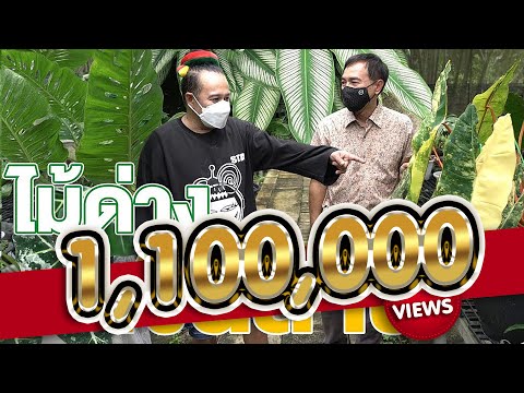 ไม้ด่าง เงินล้าน - สูงเตี้ยเรี่ยดิน EP.89 (2/2)