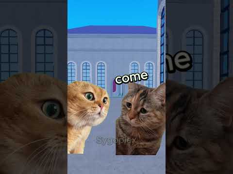 Pov: Third Sea... | Bloxfruits #bloxfruits #shorts #cat
