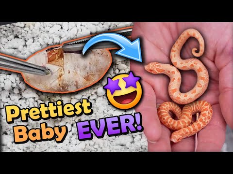 Gorgeous Albino Hognoses Hatching!