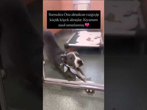 Bu video beni derinden etkiledi 😓 #sokakhayvanlarısahipsizdeğildir