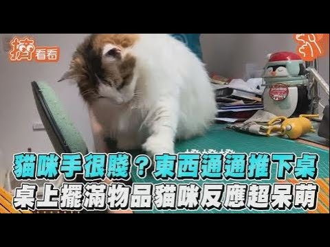 貓咪手很賤？東西通通推下桌　桌上擺滿物品貓咪反應超呆萌+授權｜TVBS新聞｜擠看看