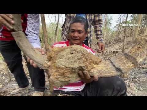 Ditemukan Fosil Banteng Era Kerajaan Medang Di Sebuah Hutan Di Jawa Timur