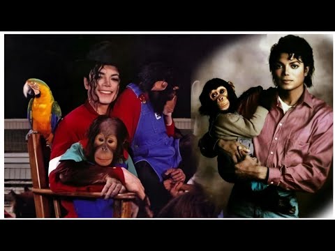 Michael Jackson`s Pets: Where Is Bubbles Now.?