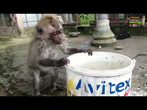 Funny Baby Monkey takes a Bath #funnyanimals #monkey #monkeybaby #funny #fluffy