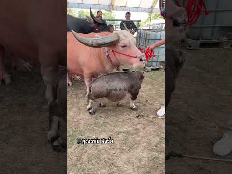 ดูไม่เบื่อ #ควายงาม #ควาย #ควายไทย #ควายแคระ #เลี้ยงควาย #น่ารัก #animals #buffalo #farming #love