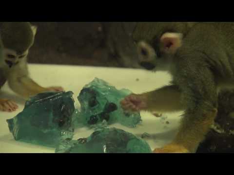 Super Cute Tiny Monkeys Play With Jell-O!!