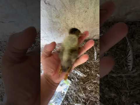 Yeh Kia Ho Gya😭 #minizoo #birds #parrot #duckling #ducks #pets #petlover #minivlog