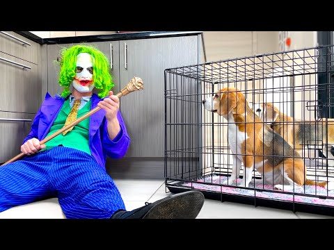 Funny Dogs vs The Joker & The Candy Treasure