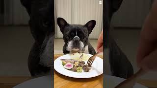 Dog Eating Asmr Compilation Full