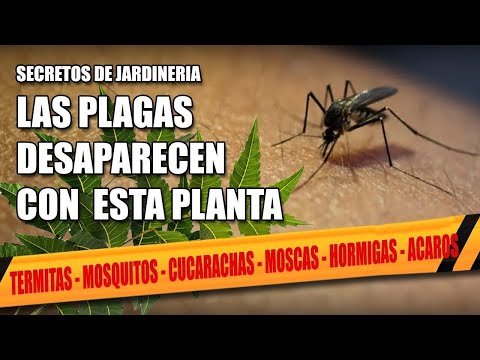 ELIMINA INSECTOS de la CASA y PLAGAS de tus PLANTAS con este INSECTICIDA Casero de ACEITE DE NEEM