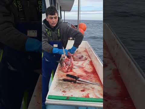 (cleaning gummy SHARK) #fishing #boat #pescado #fish #trending #sea#viral #tasmania #sharkfishing