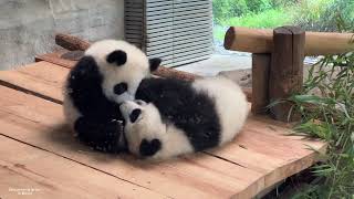Cute little pandas are play fighting at Berlin Zoo, Germany 2025