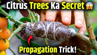 Citrus Plants Ko Air Layering Se Grow Karna Seekhiye | Safal Propagation Complete Guide Step-by-Step