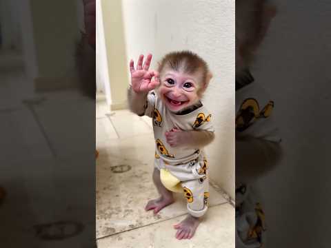 Baby Monkay so cute cute cute❤️❤️❤️