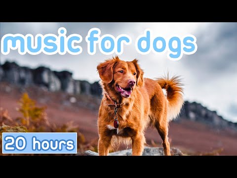 [NO ADS] Dog Music: Hours of Separation Anxiety Music to Calm Dogs