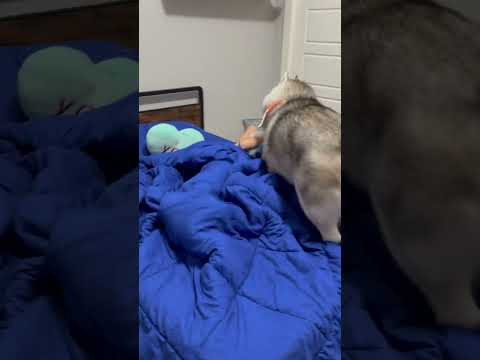 🤣Fluffski Rescuing His Cub 🐺