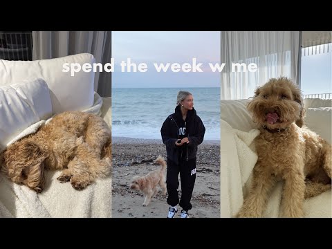 becoming dog parents for the week!! vlog