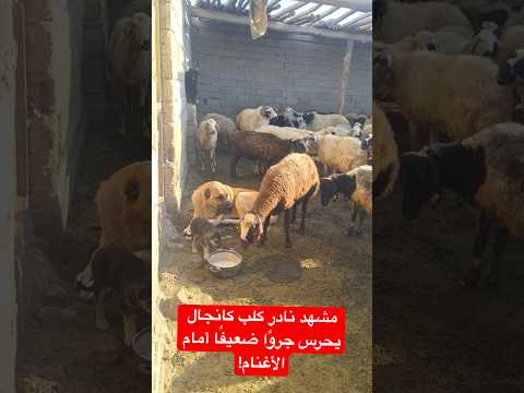 مشهد نادر كلب كانجال يحرس جروًا ضعيفًا أمام الأغنام! #اكسبلور #قصص_واقعية #قصة #كلب #shorts