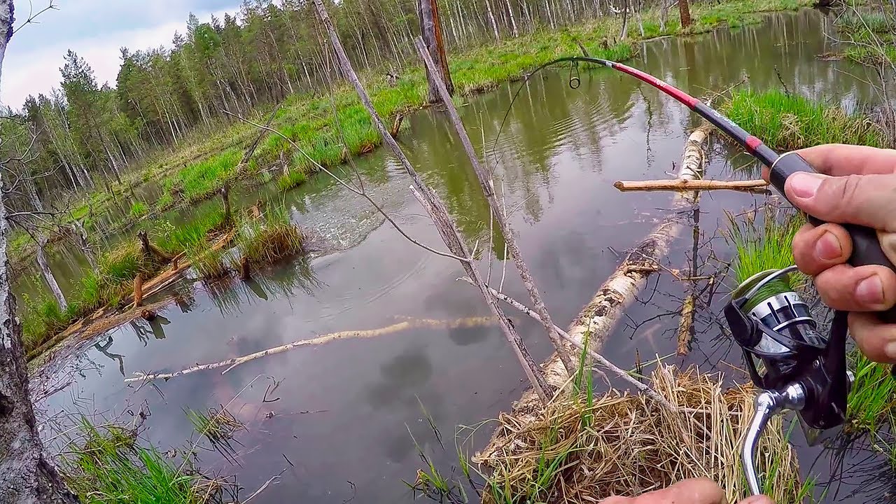 Опасная рыбалка в сердце бобриных поселений! Щука на воблеры