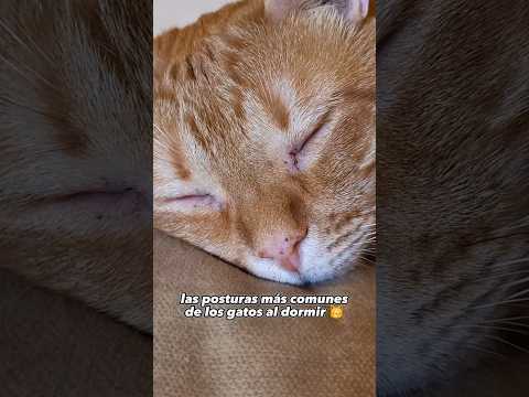 Posturas más comunes de los michis al dormir 🐈  #gatos #gatoschistosos #michis #curiosidades