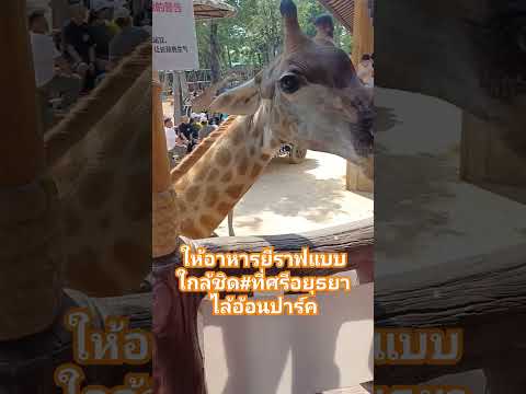 ZooinThailand