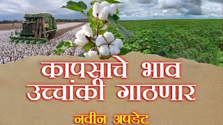 कापसाचे भाव उच्चांकी गाठणार 2025 | कापुस बाजार भाव | kapus bazar bhav update kapus rate maharashtra