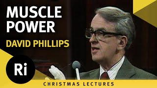 Muscle power - David Phillips' 1980 Christmas Lectures 3/6
