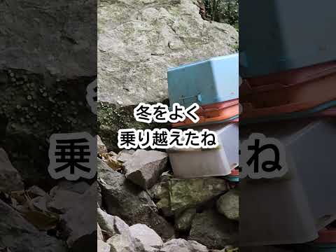 疥癬の子供たぬきさんを救いたい