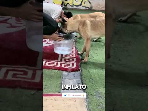Il cane lo ha scoperto! #shorts