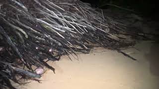 HUGE HERMIT CRAB NEST UNDER PALM TREE 🌴🦀🐚