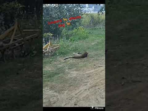 Dangerous leopard 🐆 attack dog 🐕 at farm. #shorts #trending #leopard #dog #attack #farmlife