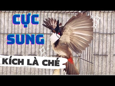 Luyện chào mào hót căng lửa, QUÁ HAY - CHÉ KÍCH BỔI CĂNG ĐÉT, Cách luyện chào mào hót sáng, chao mao