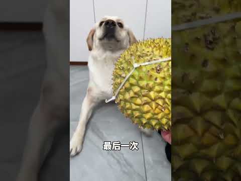Dog: Are' you sick? Give me the real deal?fast growth plan