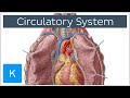 Exploring the Circulatory System: Structure and Function