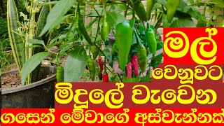 මේ ශාක දෙකේ අබ්රහස ඔයාල බලලම තිර්නය ගන්න