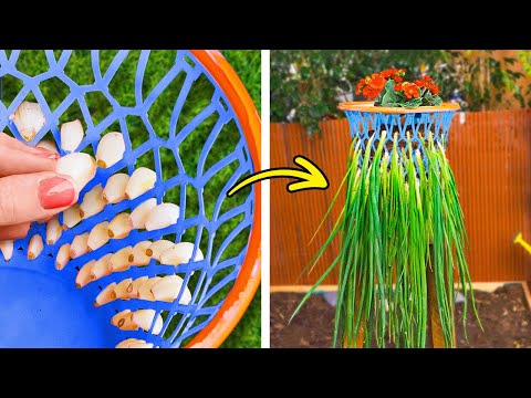 Hacks de jardinagem fáceis para iniciantes! Cultive um lindo jardim em ambientes internos e externos