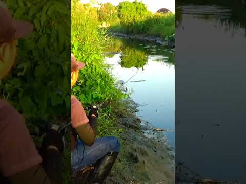 สับโดดช่อนคลองไซส์สวยตกปลาช่อนfishing