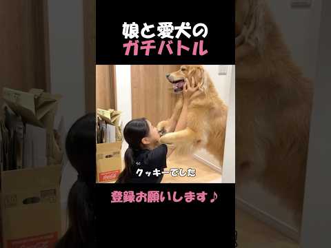 お互い一歩も引かないガチバトルの愛犬と娘#goldenretriever #dog #箱入りクッキーはゴールデンレトリバー