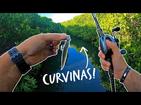 PESCA de CURVINAS con VINILOS en el MANGLAR