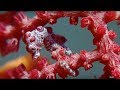 Marine Life Symbiosis and Adaptations